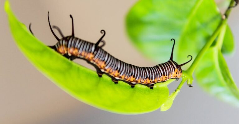 499 Creative Caterpillar Names for Every Little Critter