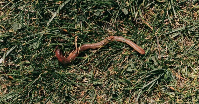 399 Creative and Funny Worm Names: A Whimsical Guide