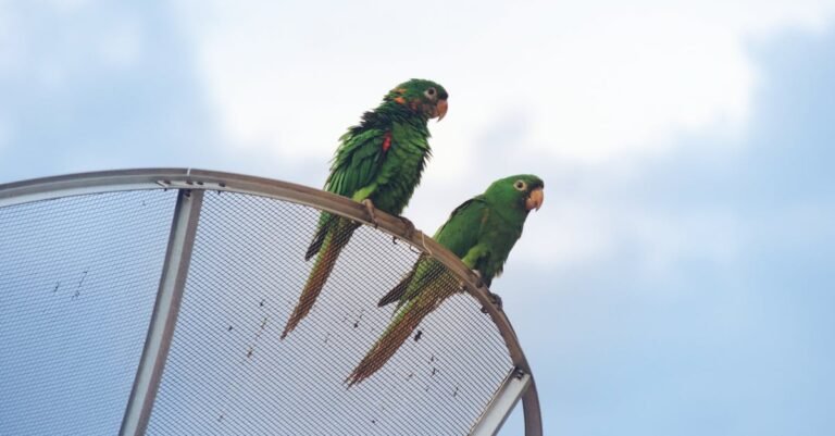 499 Unique Parakeet Names for Your Vibrant Friend