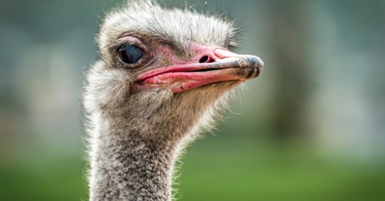 350 Creative Ostrich Names: Unique, Funny, and Traditional