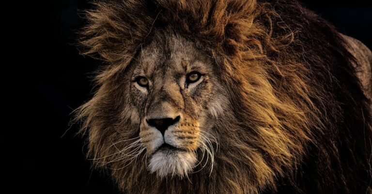 499 Perfect Lion Names: Unique, Powerful, and Playful