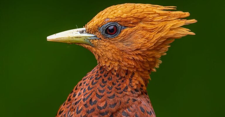 299 Creative Woodpecker Names: Cute, Funny, Nature-Inspired