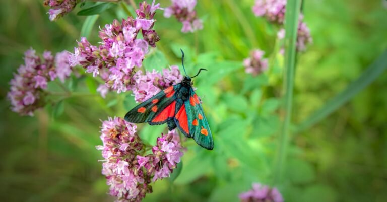 348 Moth Names: Delightful, Charming, and Whimsical