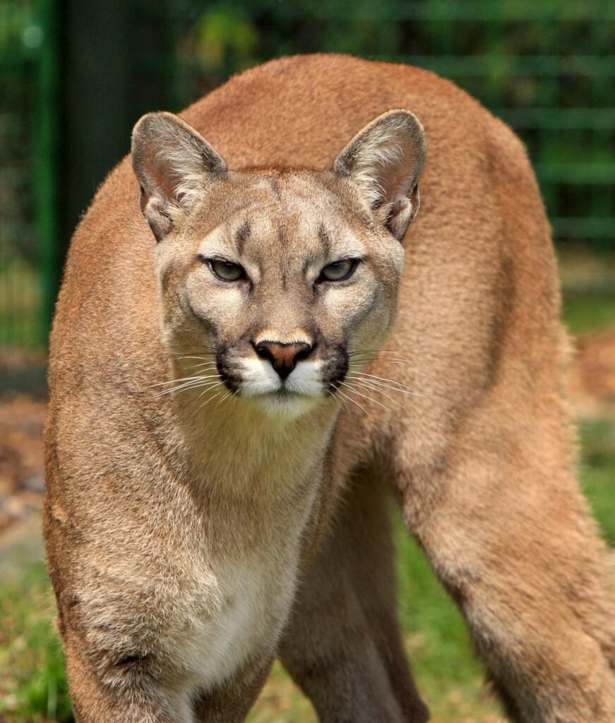 Stunning close-up of a mountain lion showcasing its elegance and strength.