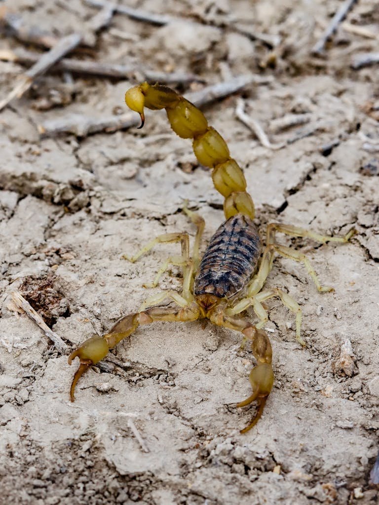 Detailed image of a scorpion on cracked, dry soil offering insight into wildlife photography.