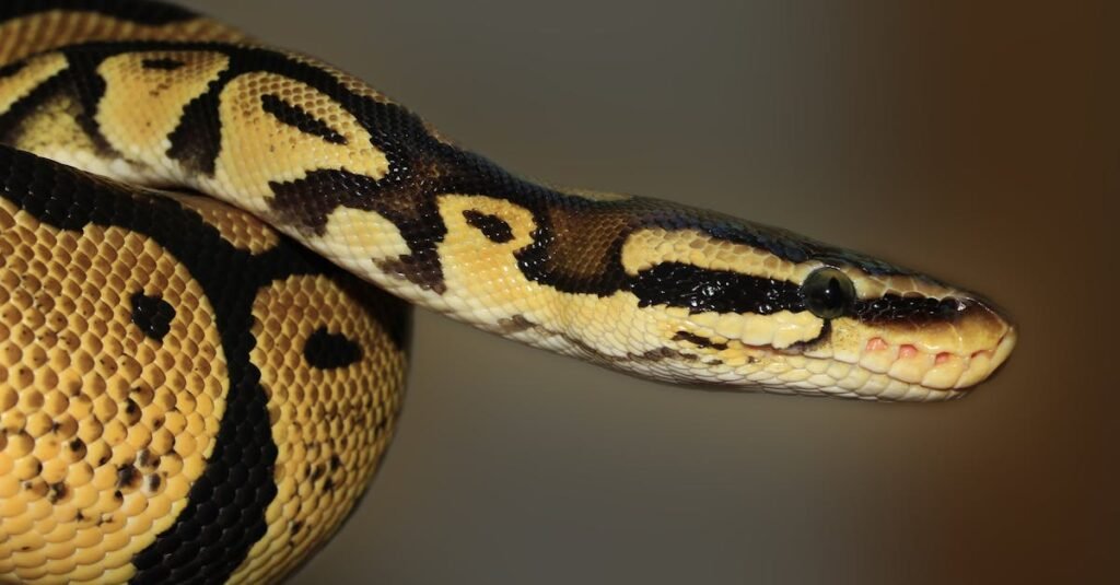 448 Creative Snake Names From Mythical To Playful 448-creative-snake-names-from-mythical-to-playful