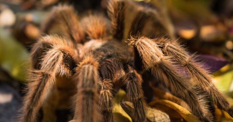 375 Creative Tarantula Names for Your Eight-Legged Pet