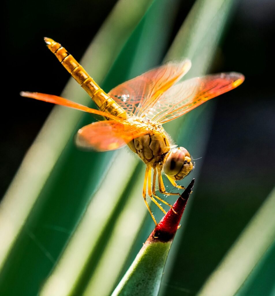 Vibrant close-up of an orange dragonfly perched on a pointed agave leaf in natural light.