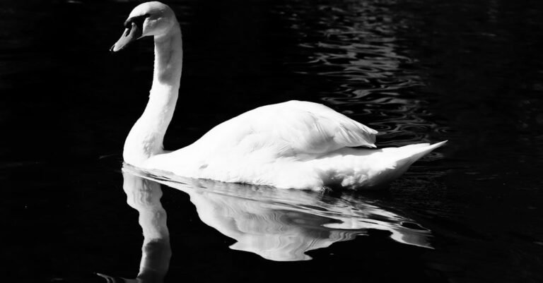 400 Best Swan Names: Elegant, Cute, and Funny Options