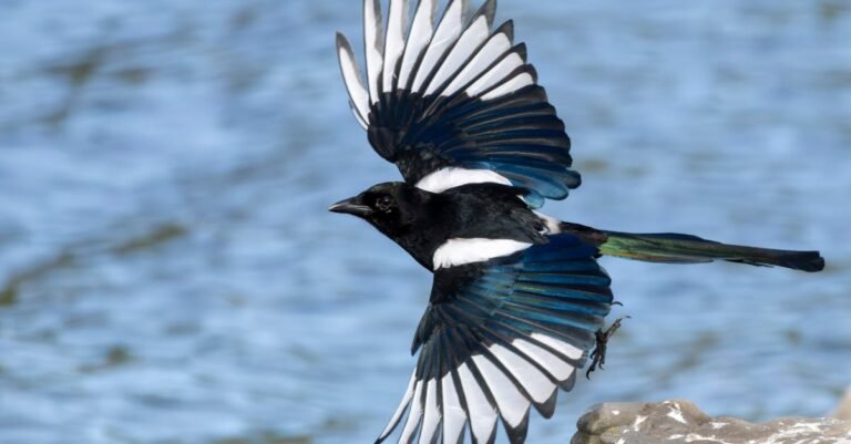 297 Best Magpie Names: Creative, Funny, and Cute Options