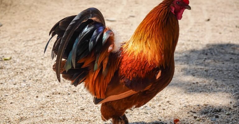 413 Creative Rooster Names: Unique, Playful, and Strong