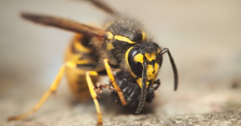 250 Wasp Names with Meaning, Humor, and Creativity