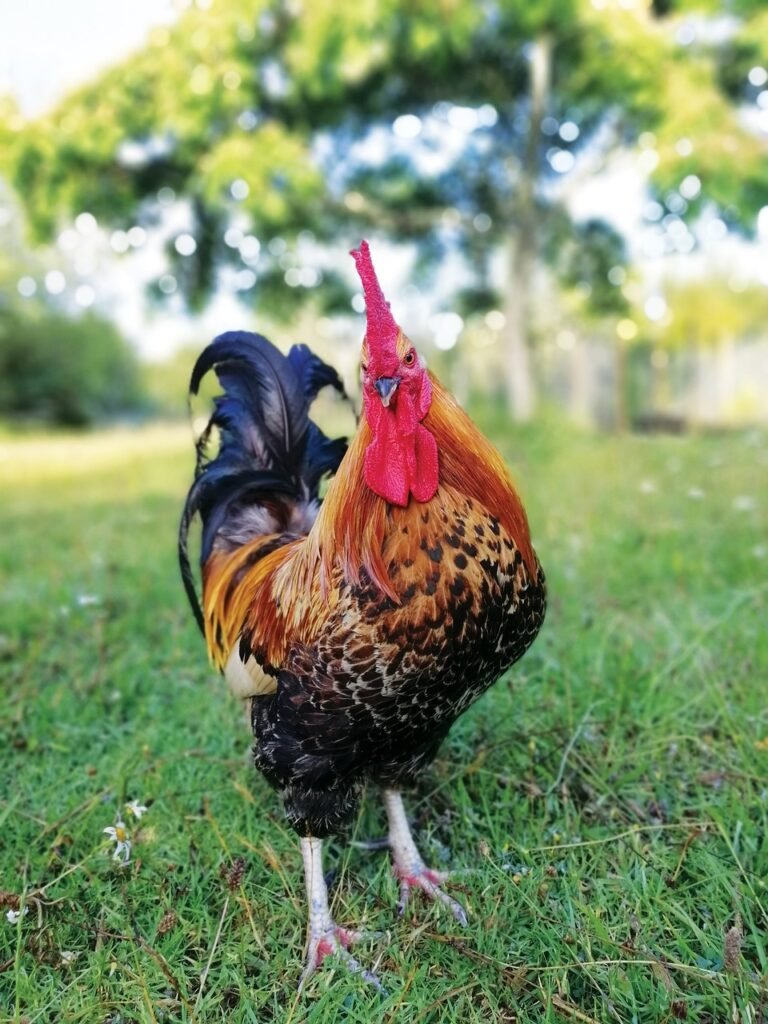 rooster, chicken, grass