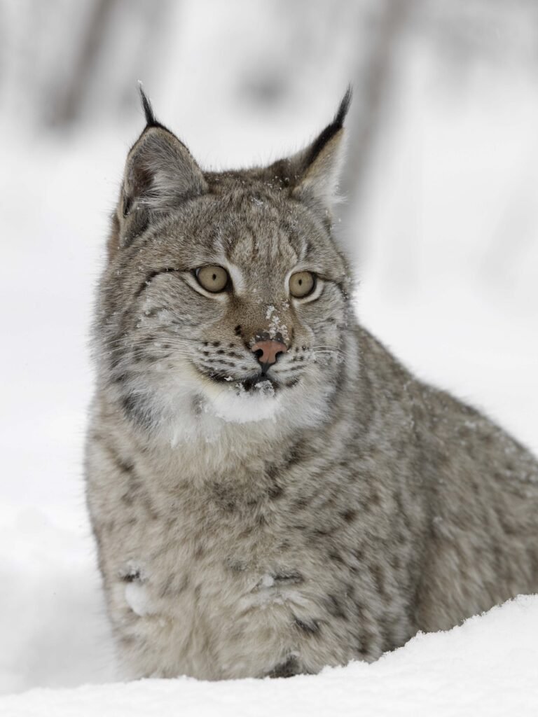 lynx, nature, snow