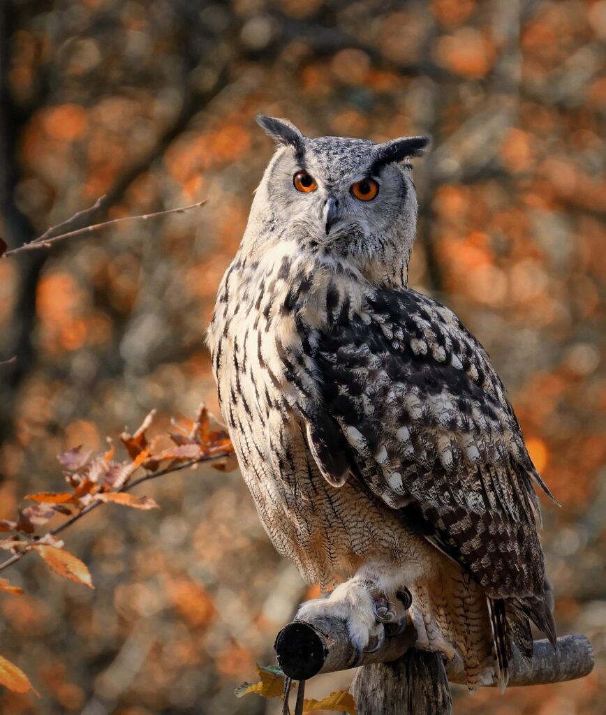 bird, owl, feathers