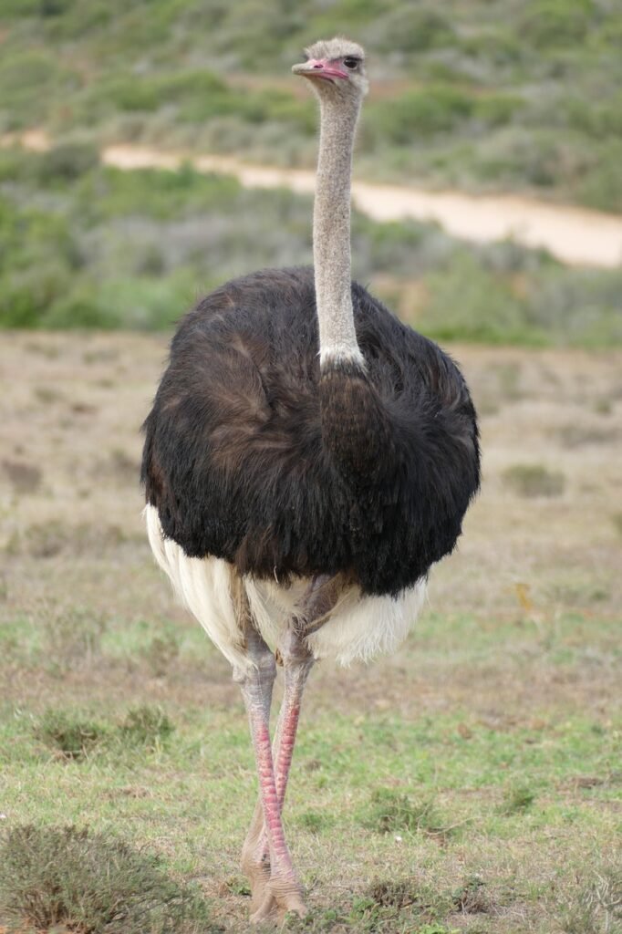 ostrich, south africa, bird