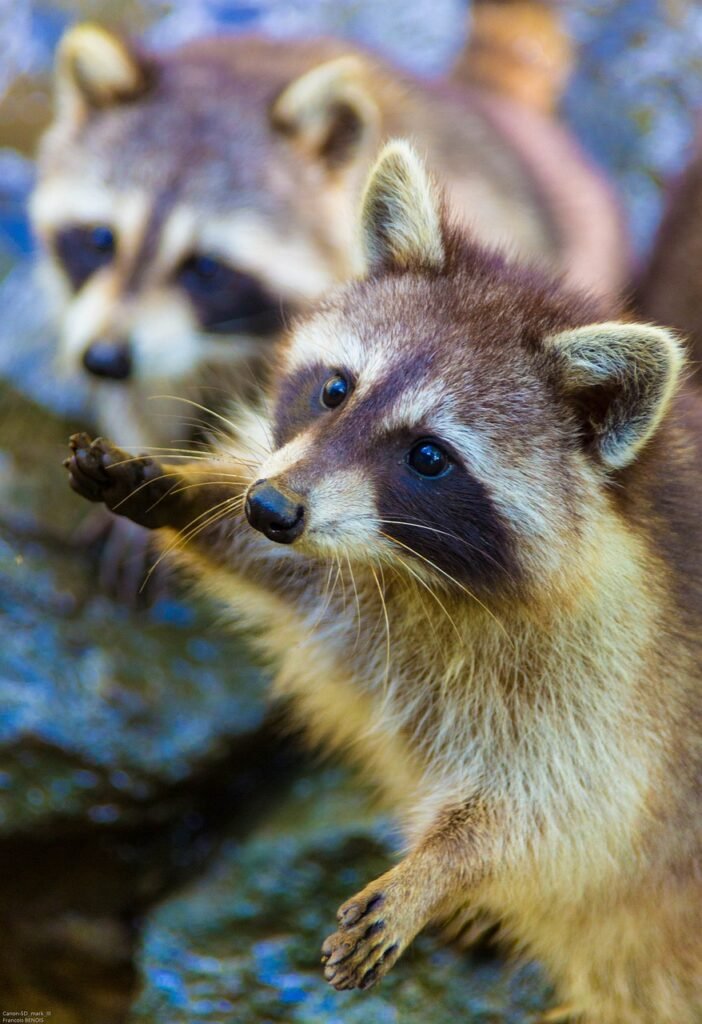 raccoon, animal, wildlife