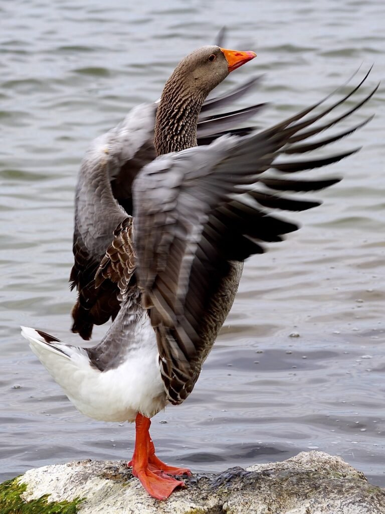 wild goose, bird, wings