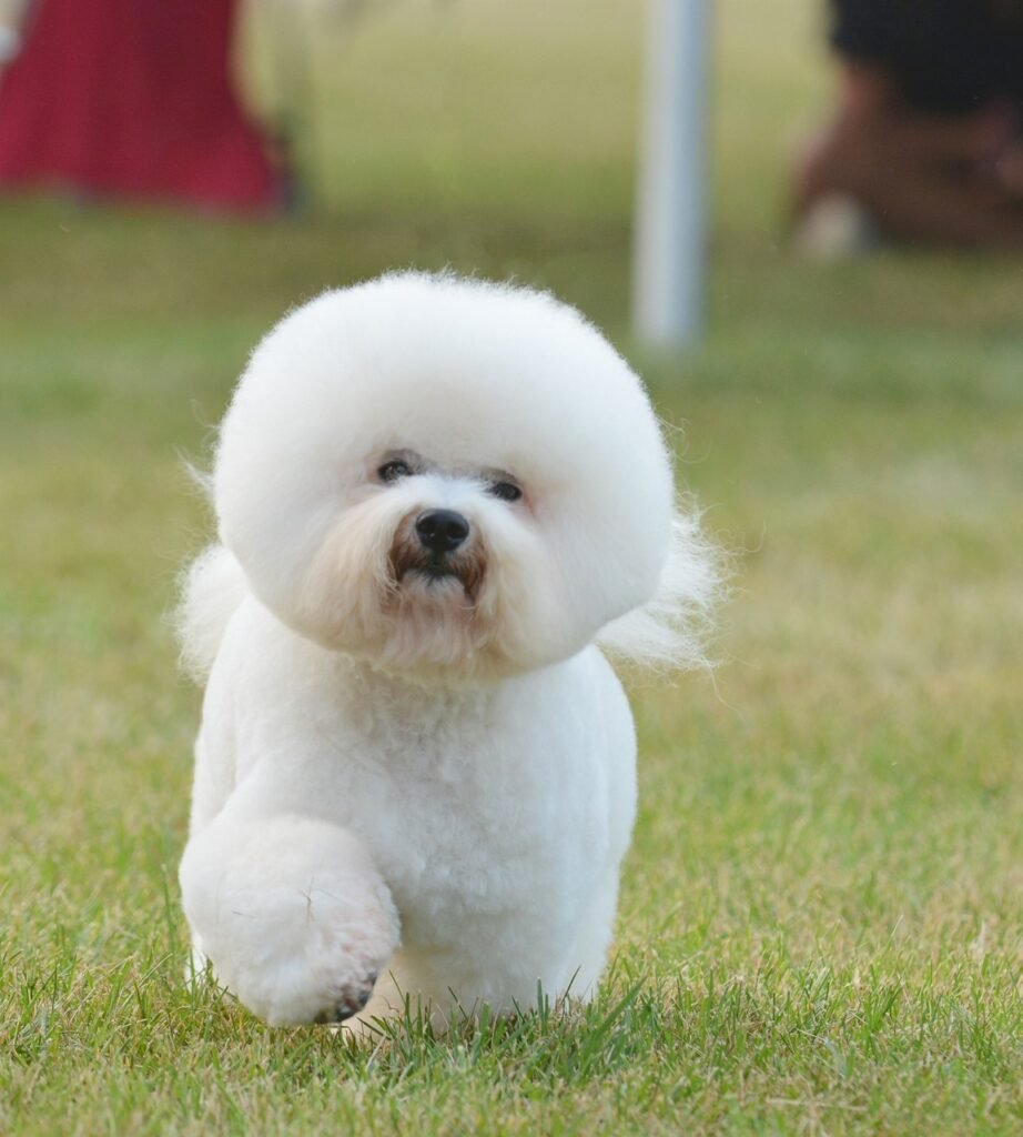 bichon, dog, pet