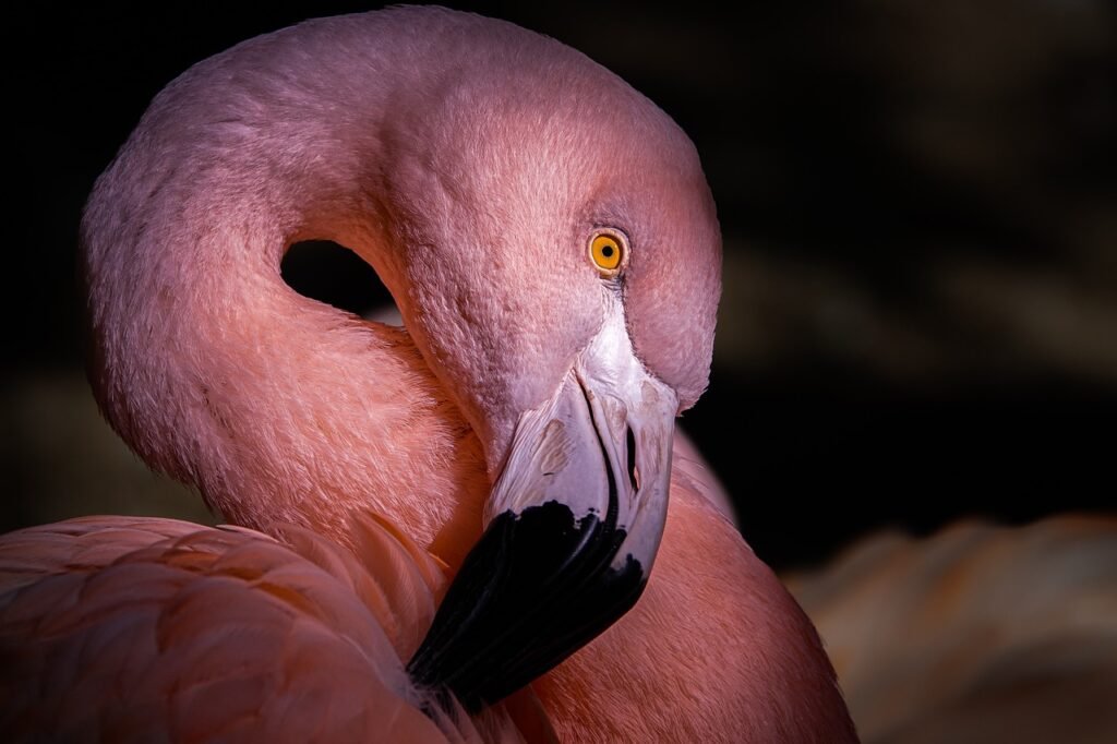 flamingo, bird, animal