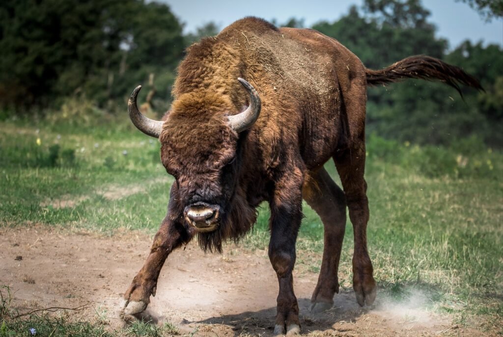 bison european, bison, animal