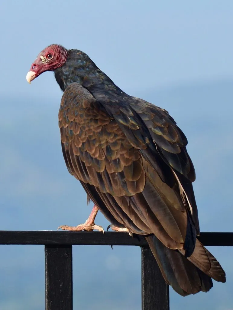 bird, vulture, turkey vulture