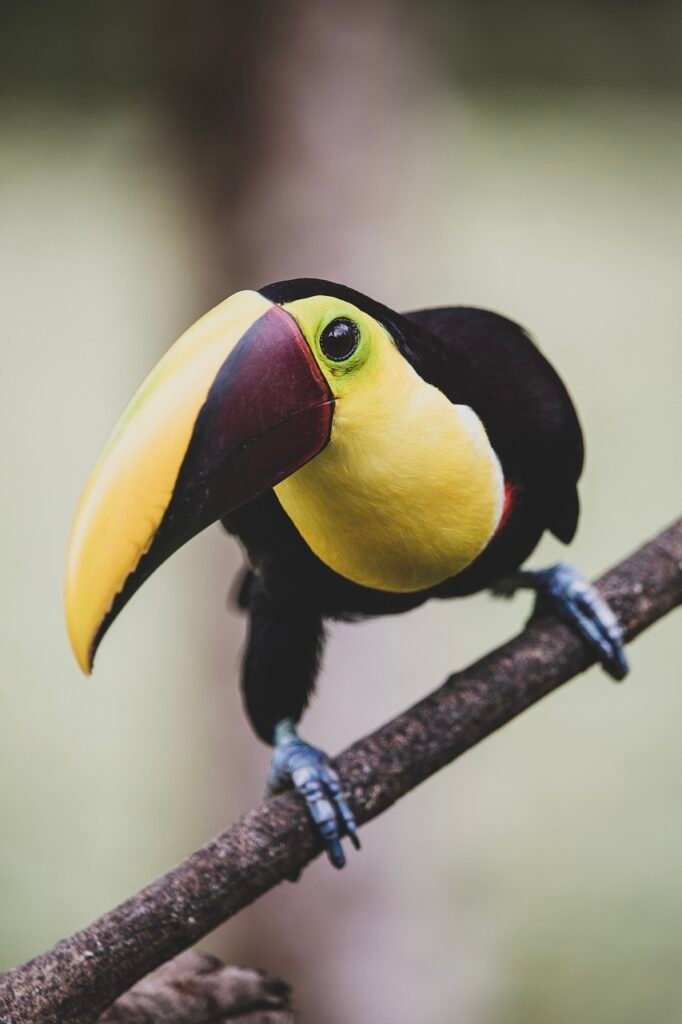 toucan, bird, branch