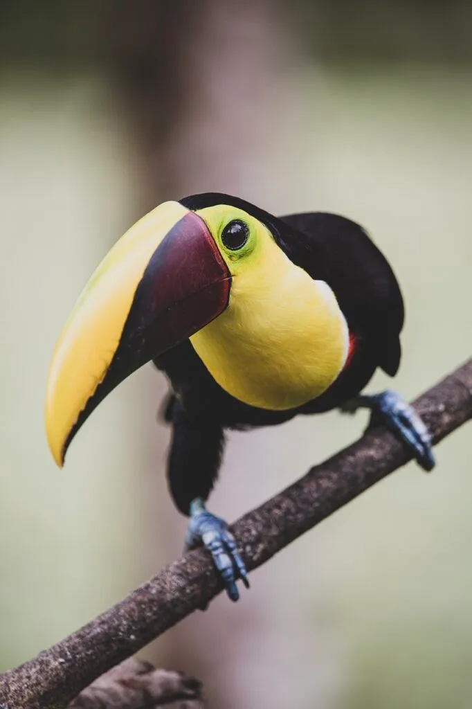 toucan, bird, branch