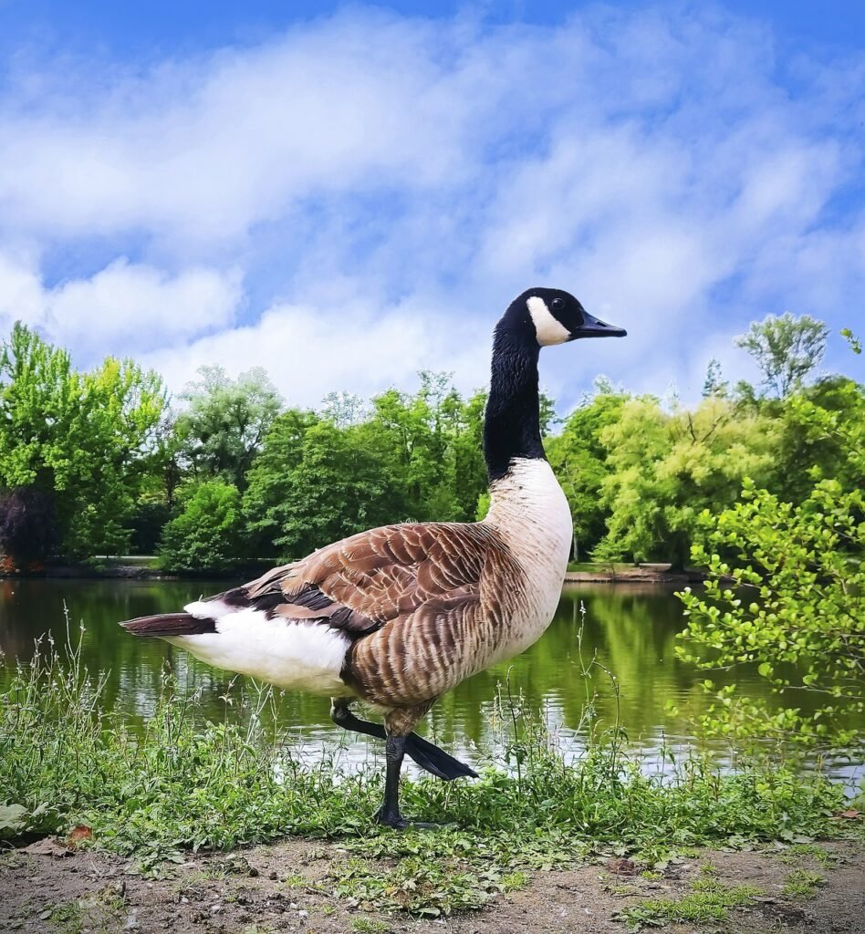 bird, canada goose, goose