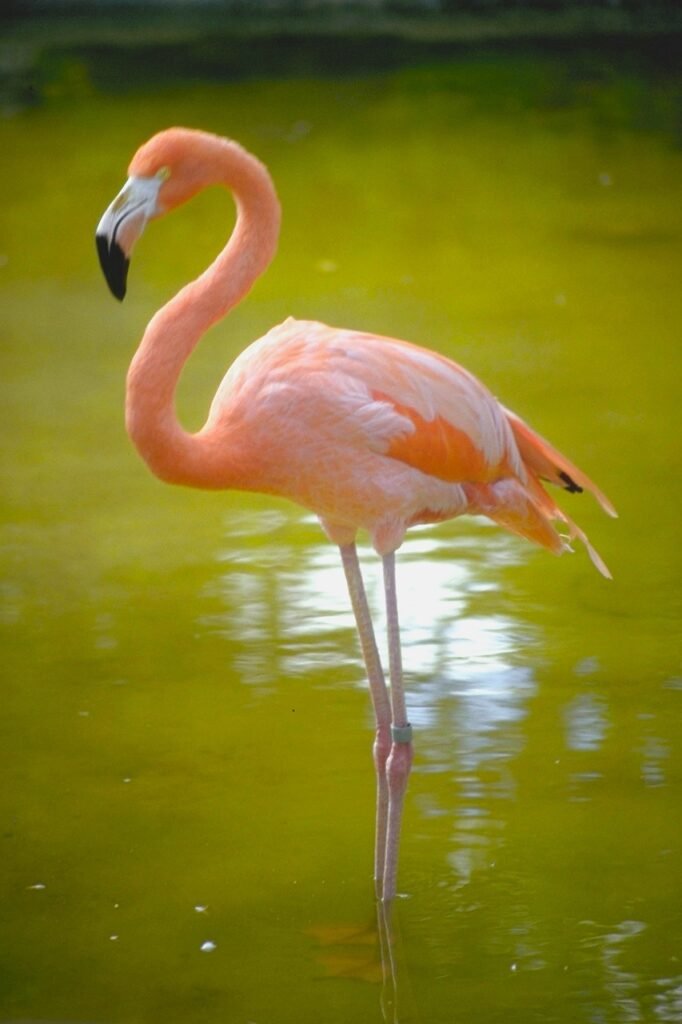 flamingo, bird, beak
