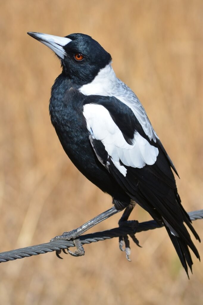 magpie, australian, australia