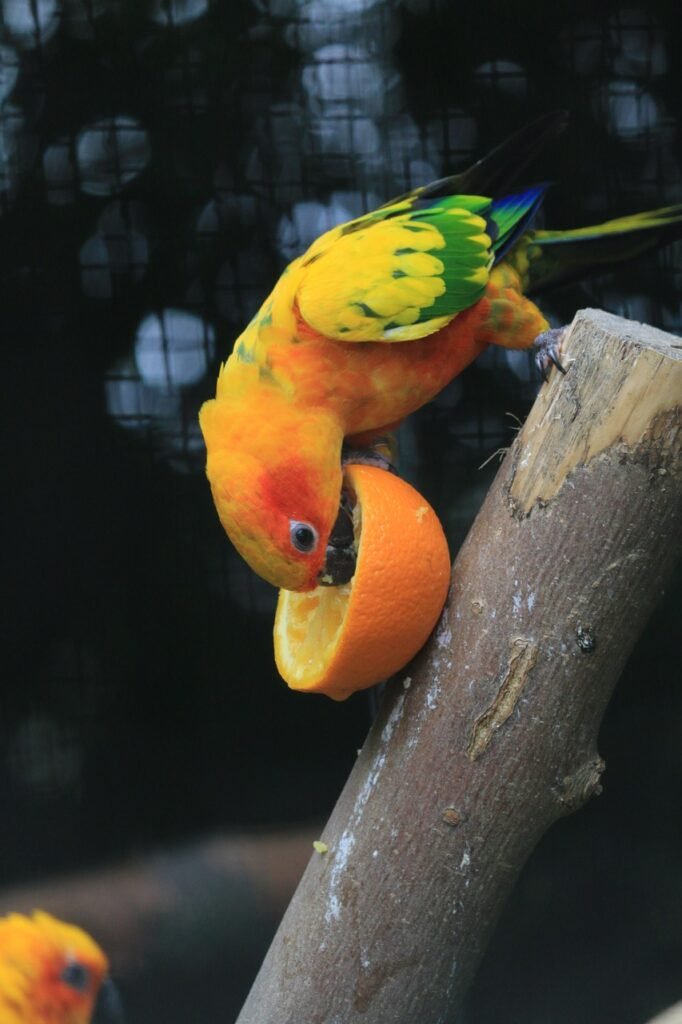 budgie, nature, bird