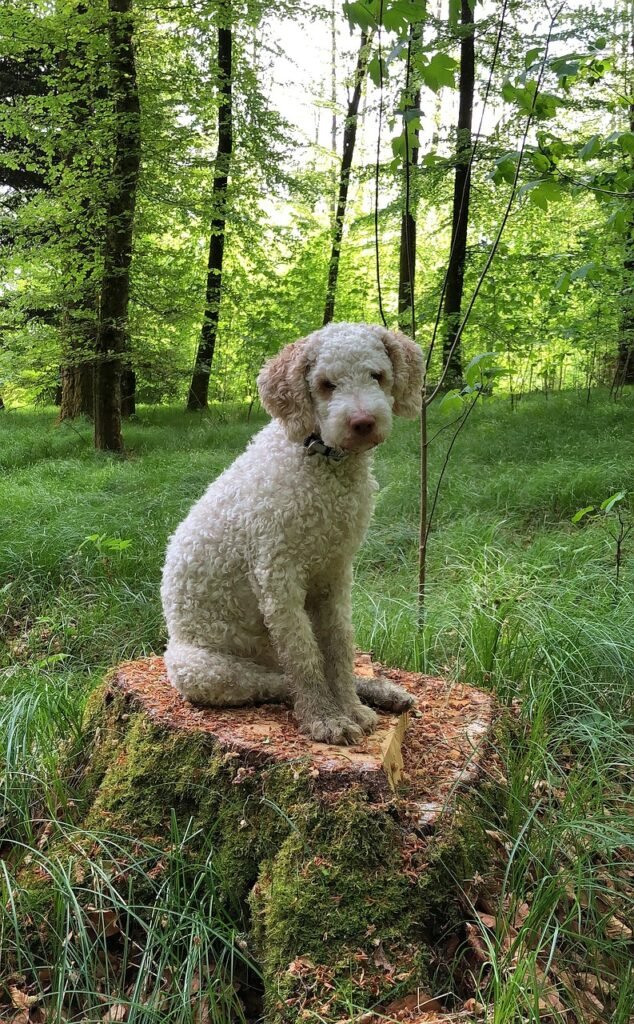 animal, dog, lagotto romagnolo