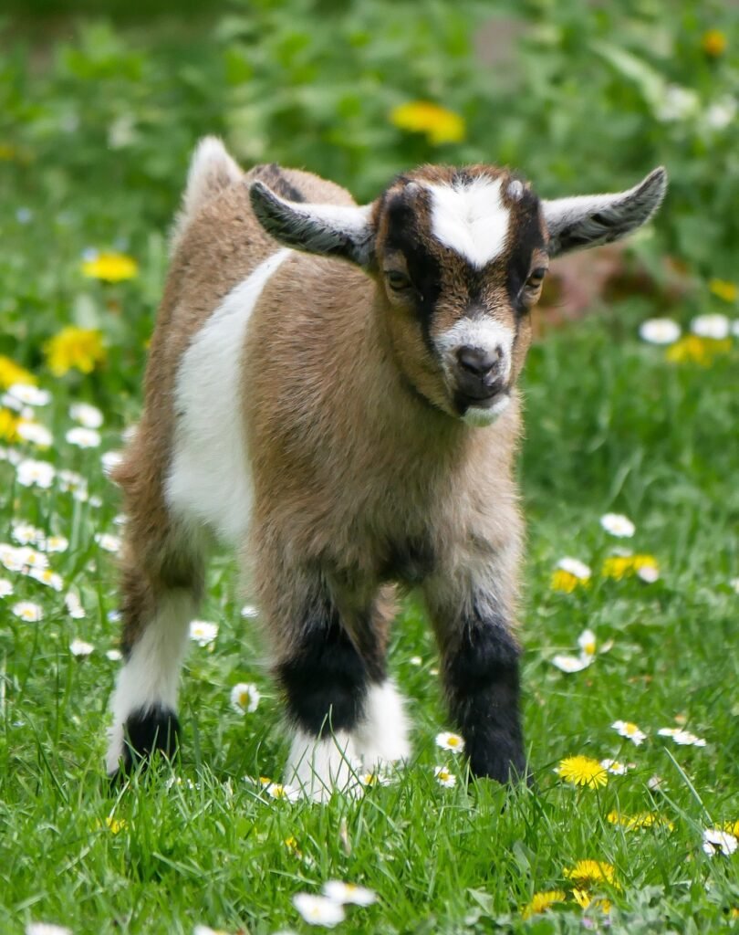 animal, domestic animal, goat