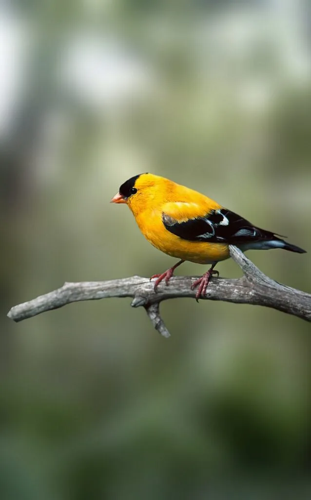 bird, perched, animal