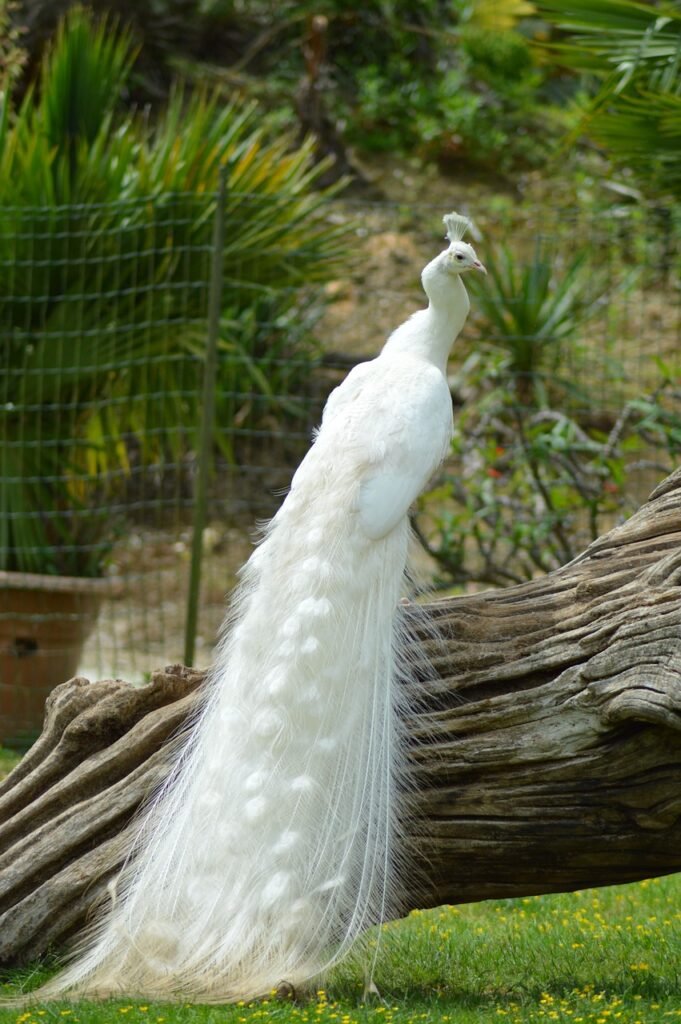 white peacock, peacock, bird