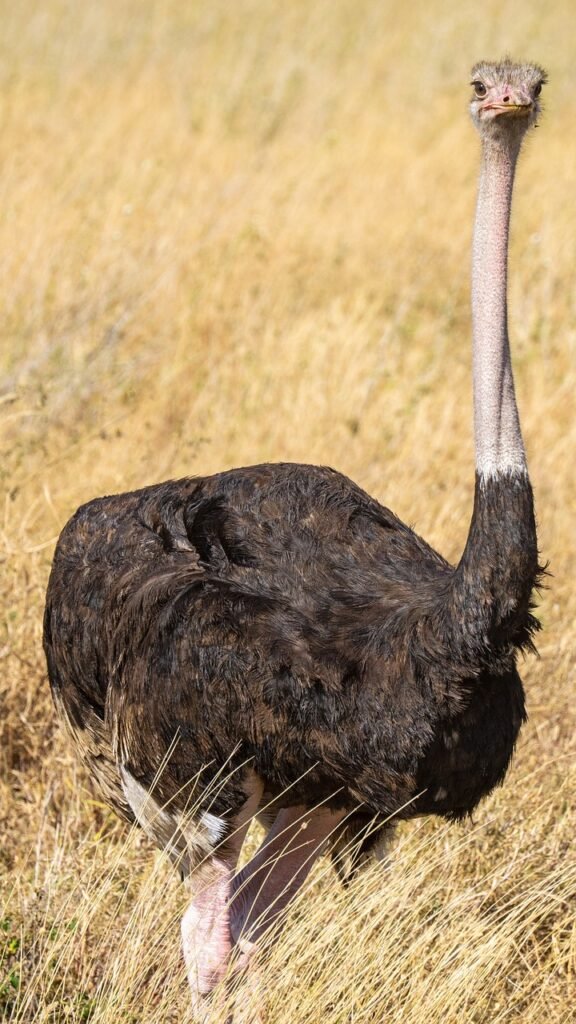 ostrich, animal, tanzania