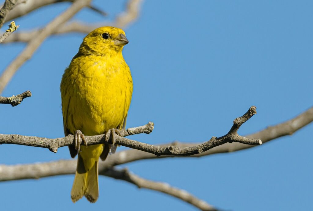 goldfinch, bird, animal