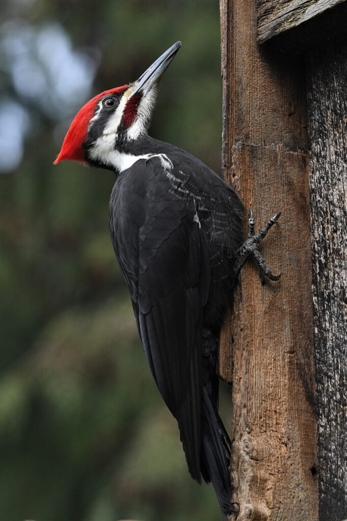 bird, pileated woodpecker, ornithology