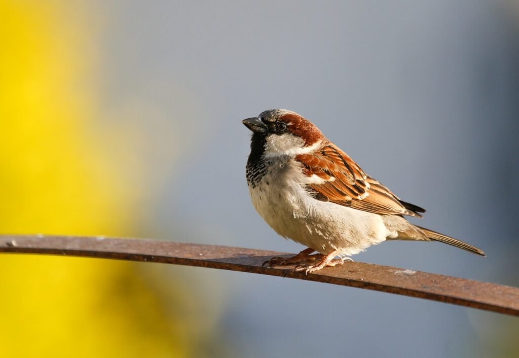 sparrow, bird, animal