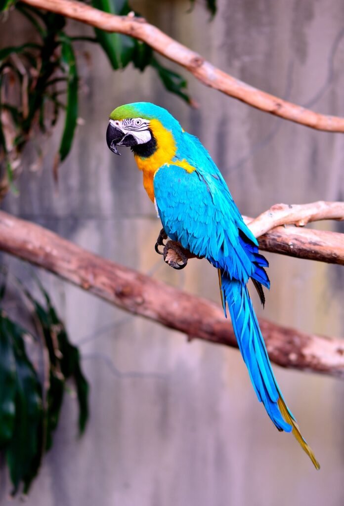 macaw, parrot, exotic