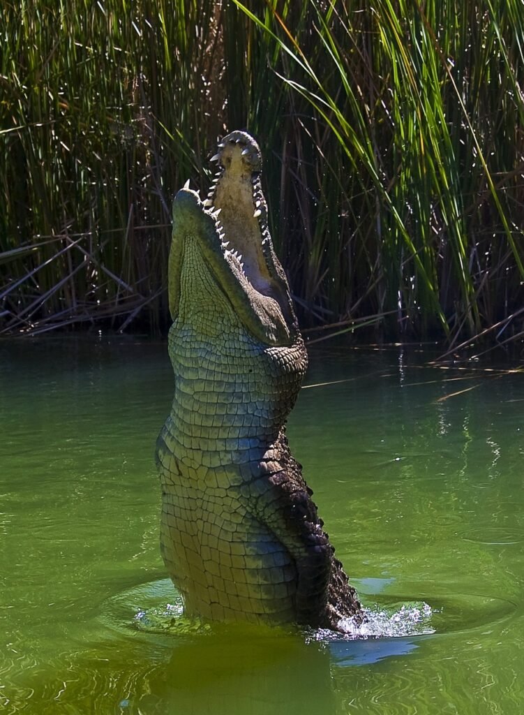 crocodile, alligator, reptile