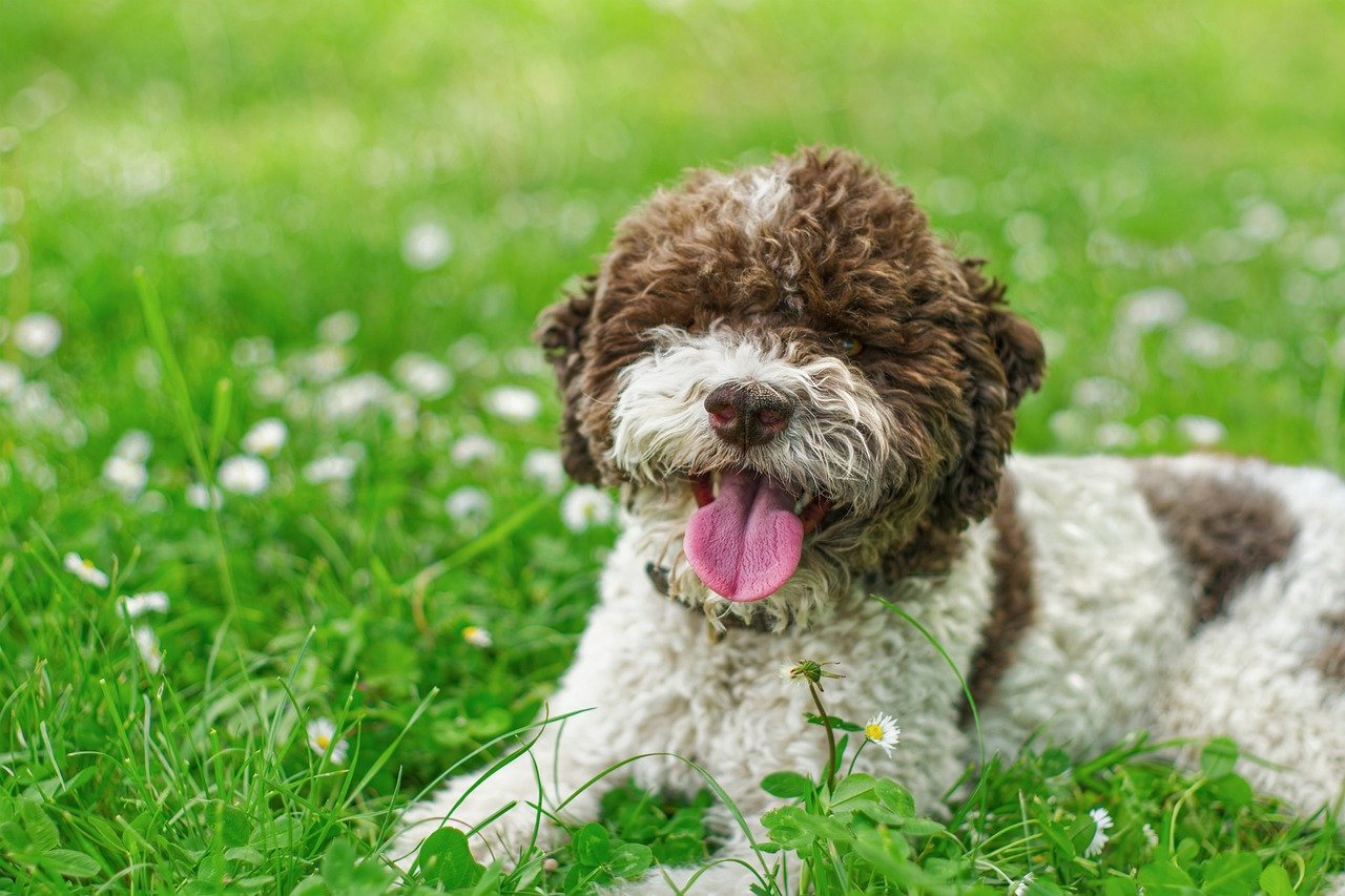 lagotto romagnolo, dog, flowers