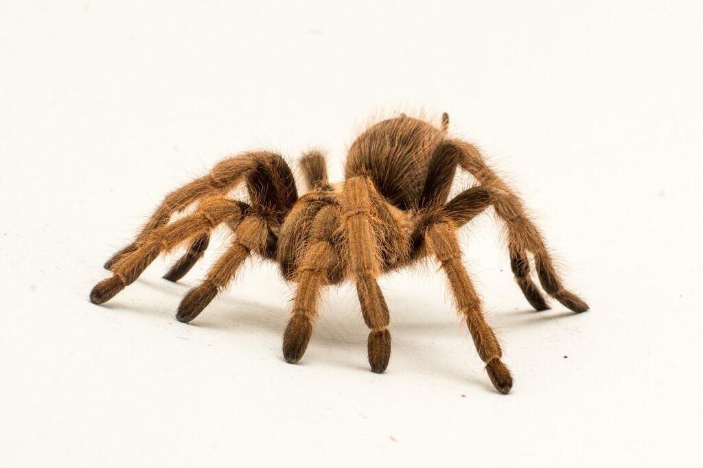 spider, hairy, legs