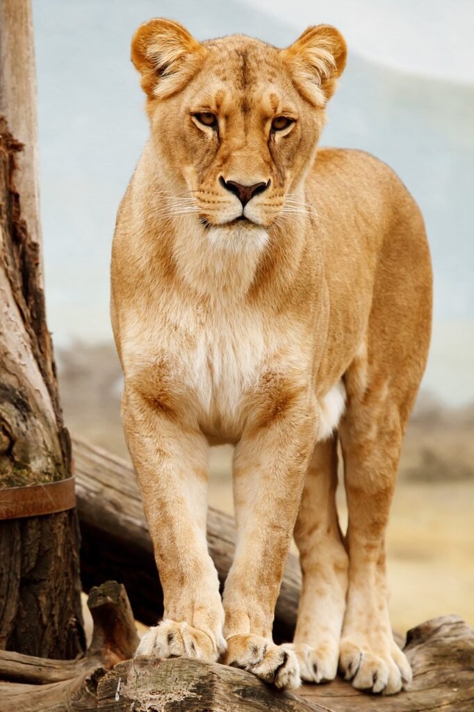 lion, lioness, cat