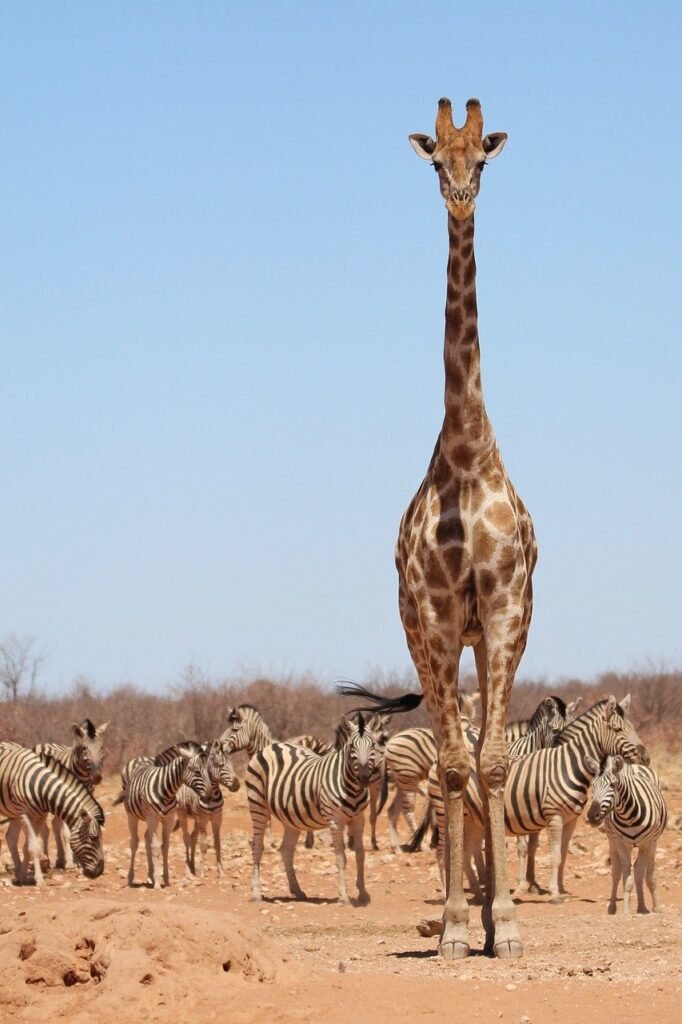 giraffe, zebras, etosha