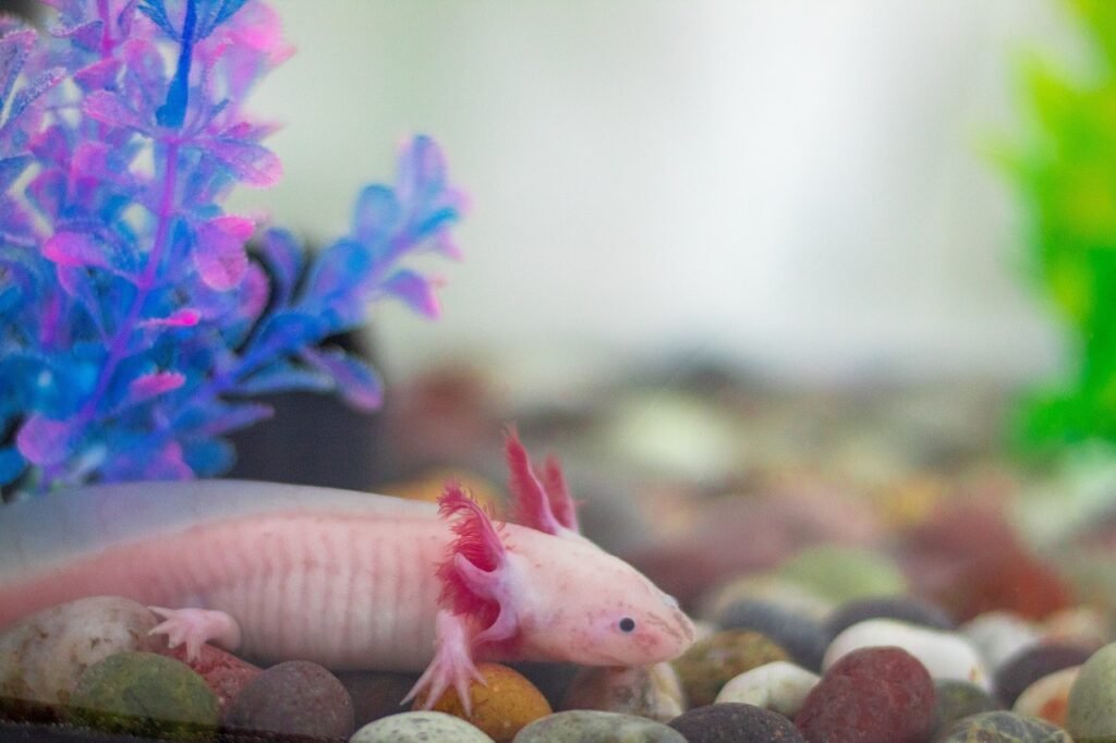 axolotl, wild, wetland