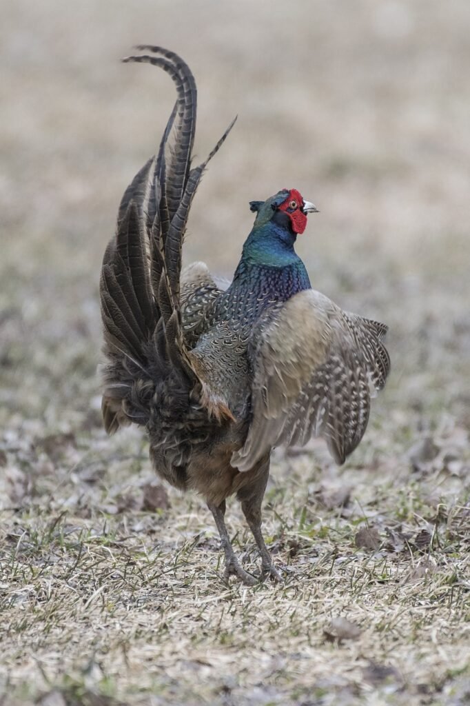 landstrom, fasan, pheasant