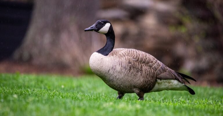 347 Perfect Goose Names: Funny, Classic, and Cute Options