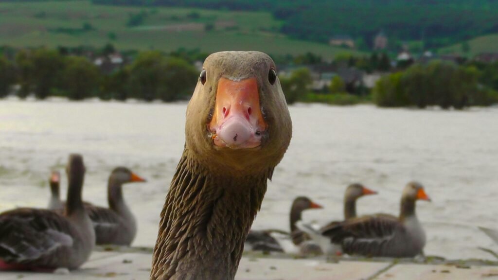 A close-up of a curious goose at the river with a flock in the background.